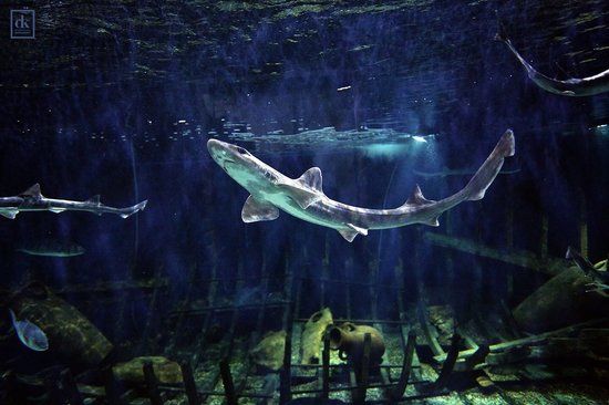 Aquarium Split