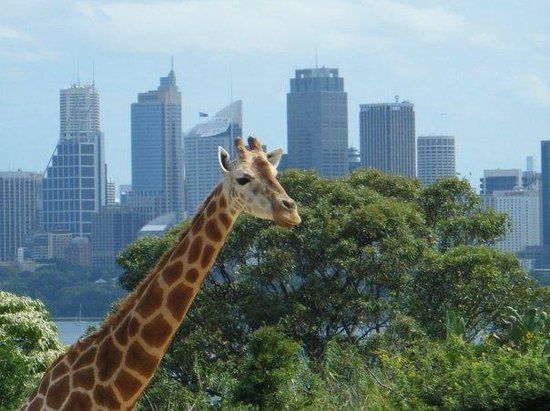 Zoo de Taronga