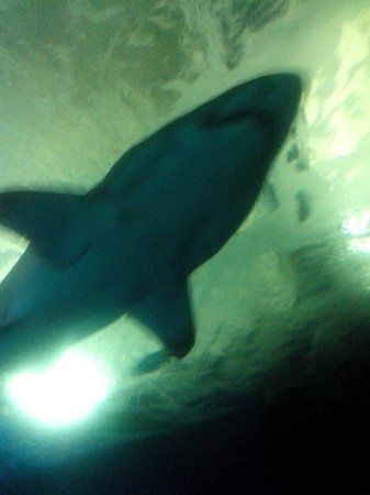 Aquarium d'Almuñécar