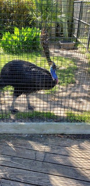 Alligator Adventure