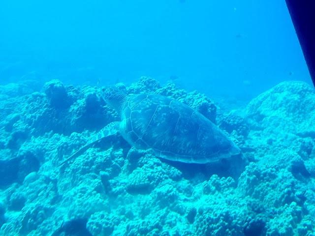 Blue Safari grand bay