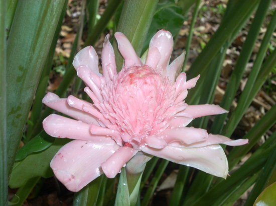 Jardin botanique Finca Los Monos