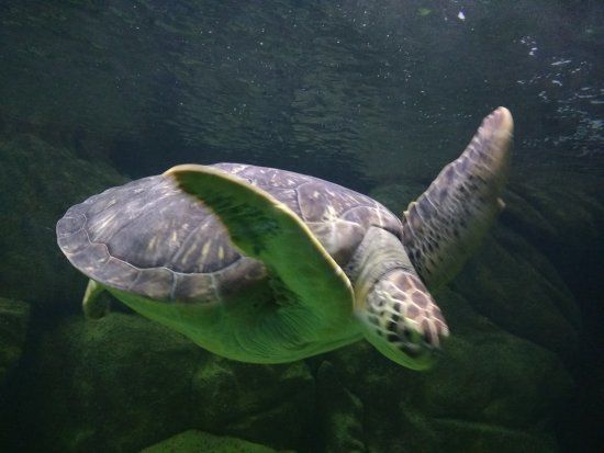 Aquarium Acqua Mundo