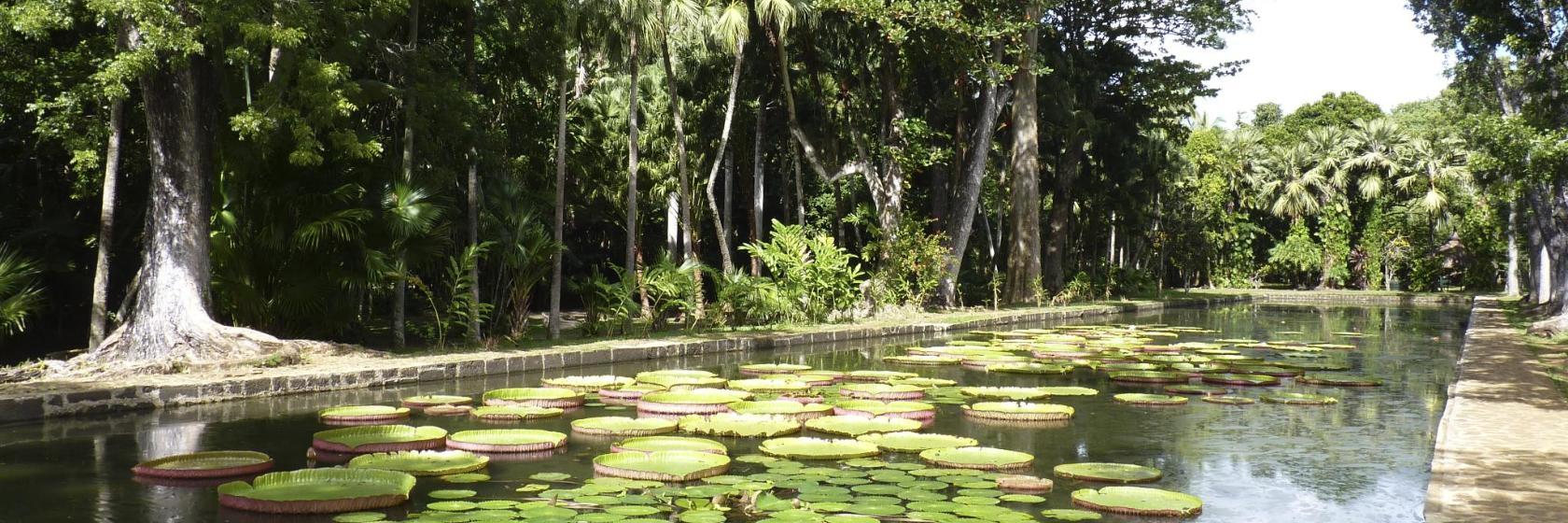 Jardin botanique de Pamplemousses