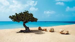 Druif Beach