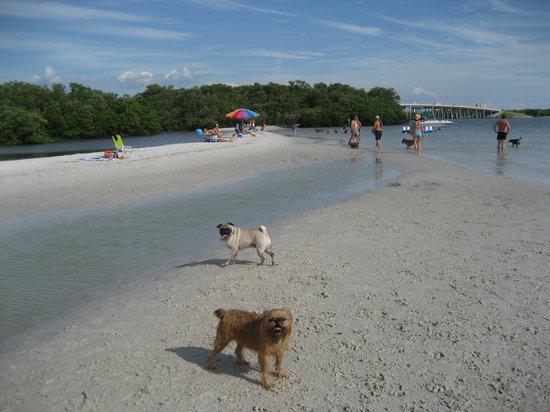 Dog Beach