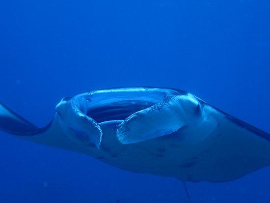 Bali Aqua Diving