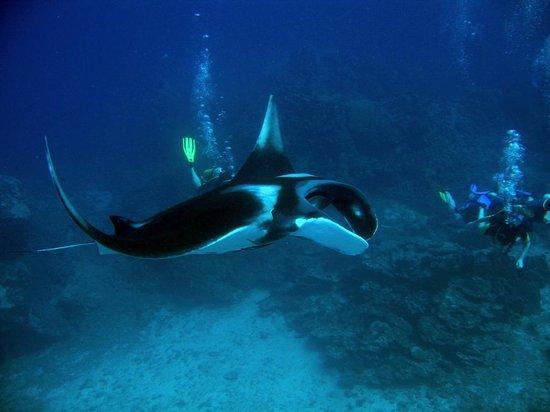 Oceanic Divecenter