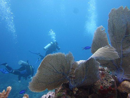 Blue Experience Diving