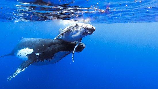 Moorea Deep Blue