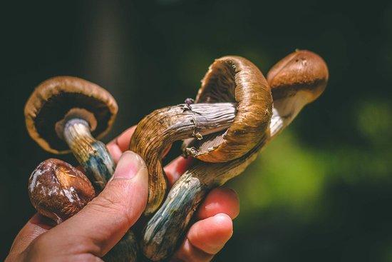 MycoMeditations Psilocybin-Assisted Retreats