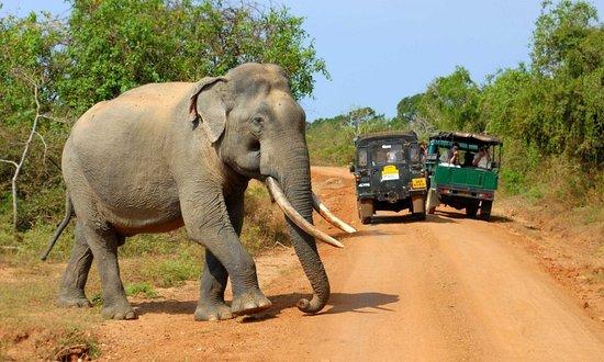 Wasantha Tours