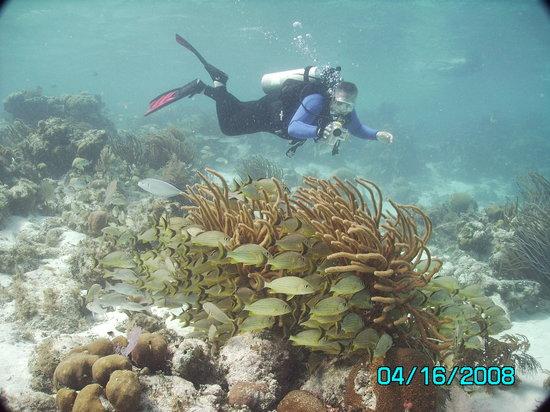The Belize Academy of Diving