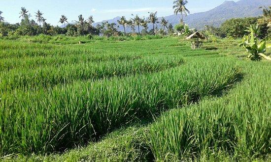 Tigawasa Hills of Lovina - Day Tours