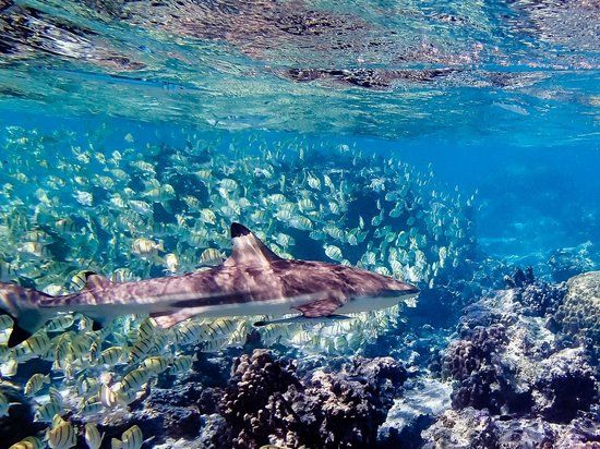 Lagoonarium de Moorea
