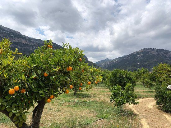 Exploitation d'oranges et de citrons Ecovinyassa