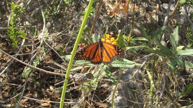 Manhattan Beach Botanical Garden
