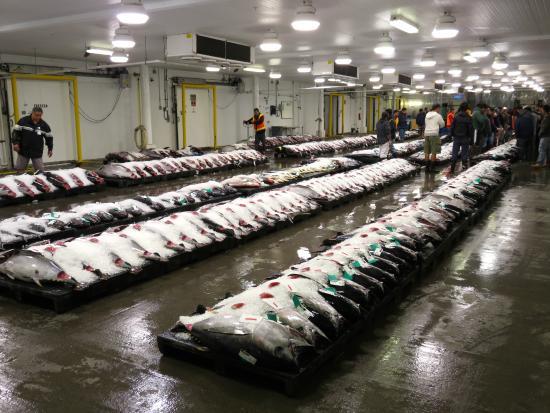 Honolulu Fish Auction