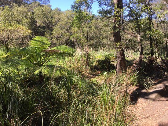 Tambourine Bay Reserve and Warraroon Reserve Walk