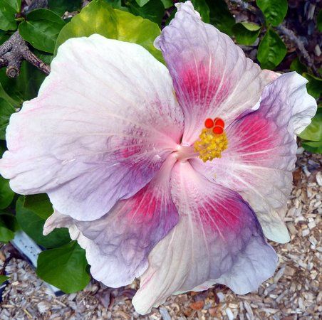 Jardin botanique de Sanibel Moorings