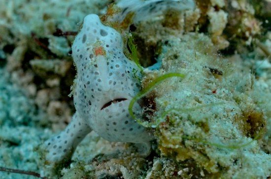 Maite Marine Sanctuary