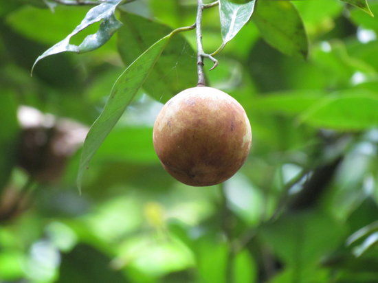 Finca la Isla Permaculture Farm
