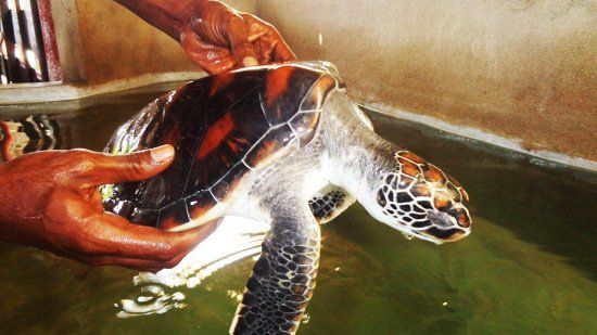 Koggala Sea Turtle Farm & Hatchery