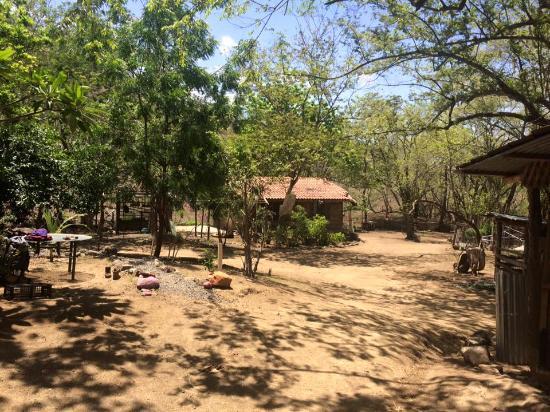 The Monkey Farm