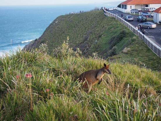 Parc national d'Arakwal